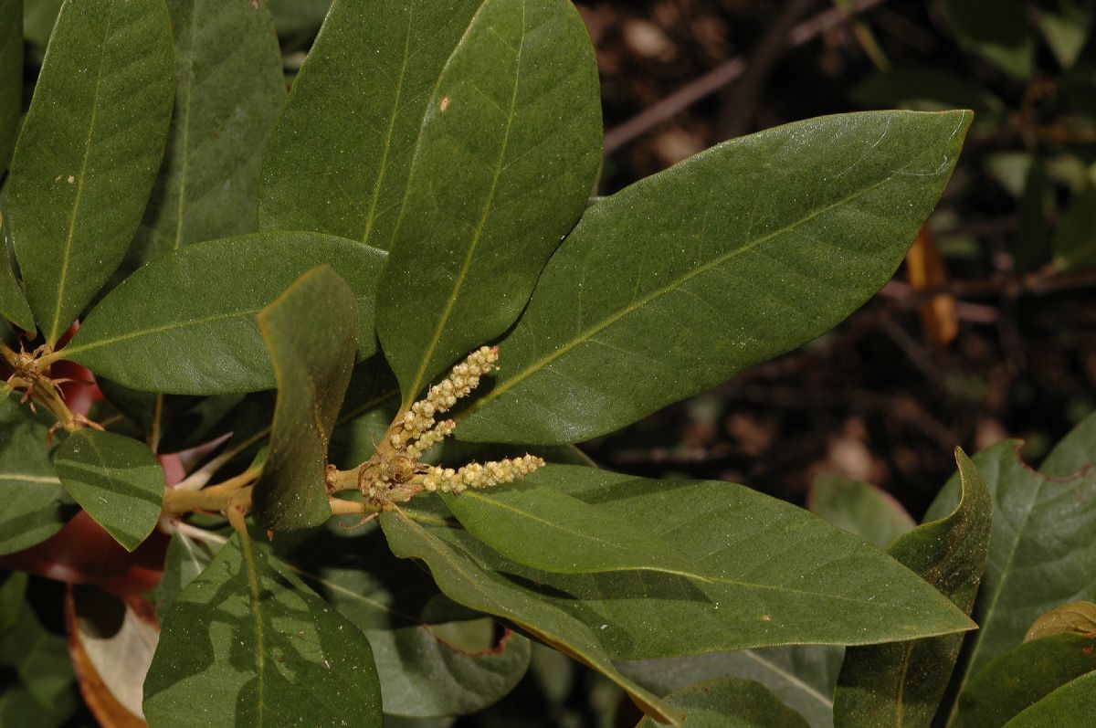 Fagaceae Chrysolepis sempervirens