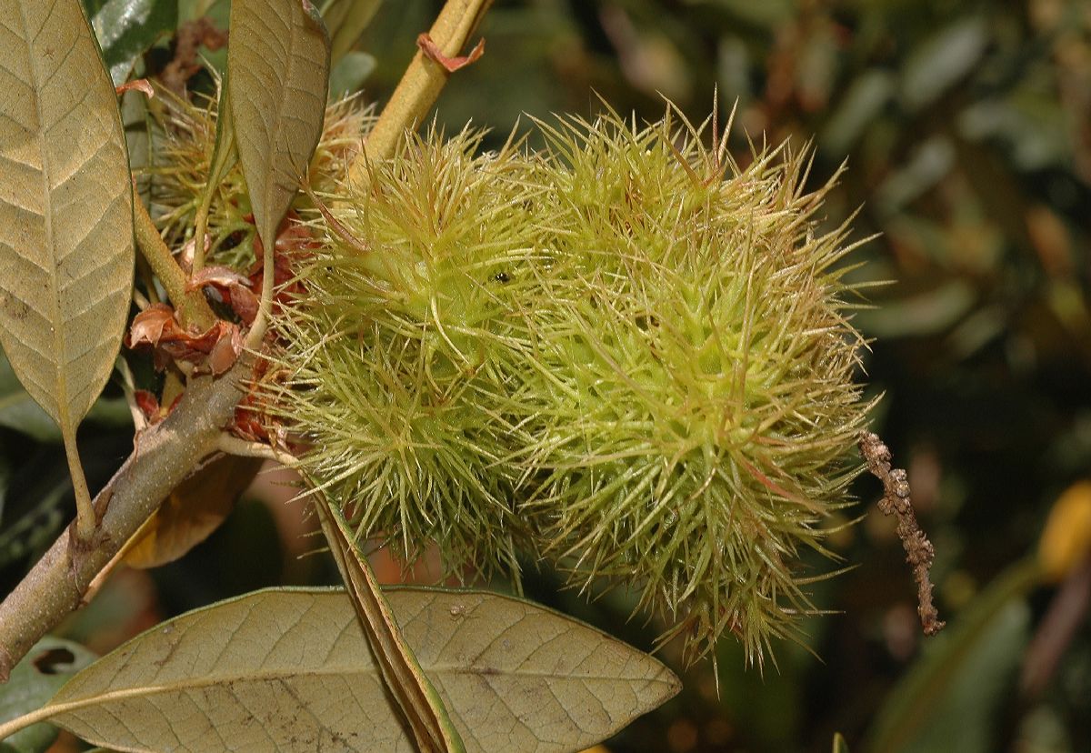 Fagaceae Chrysolepis sempervirens