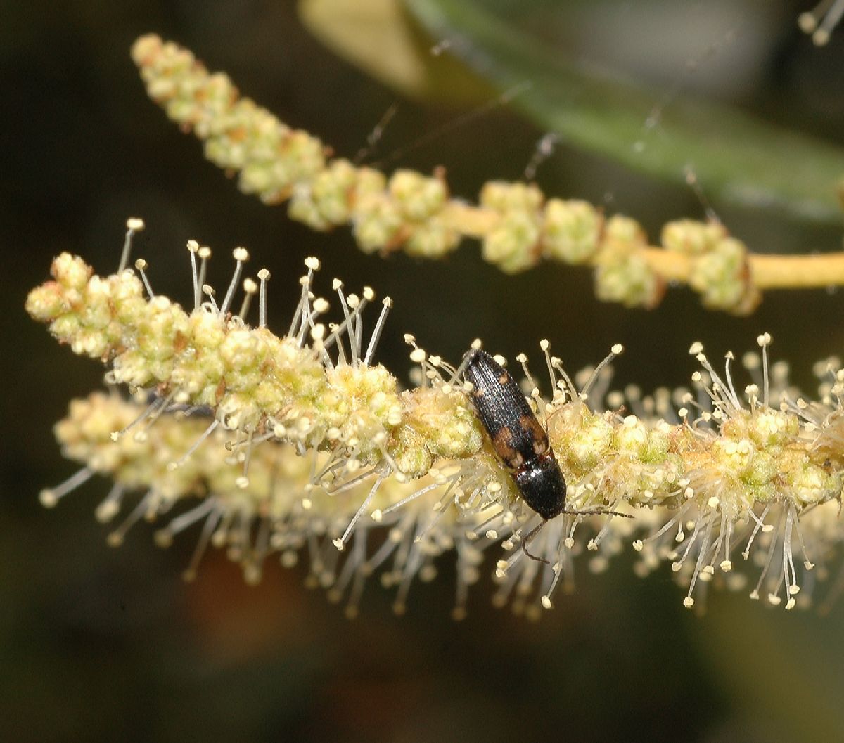 Fagaceae Chrysolepis sempervirens