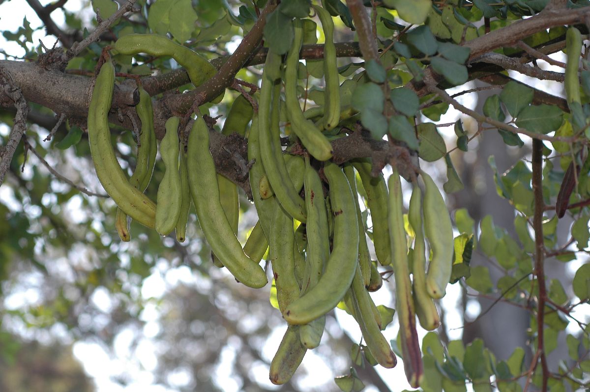 Fabaceae Ceratonia siliqua