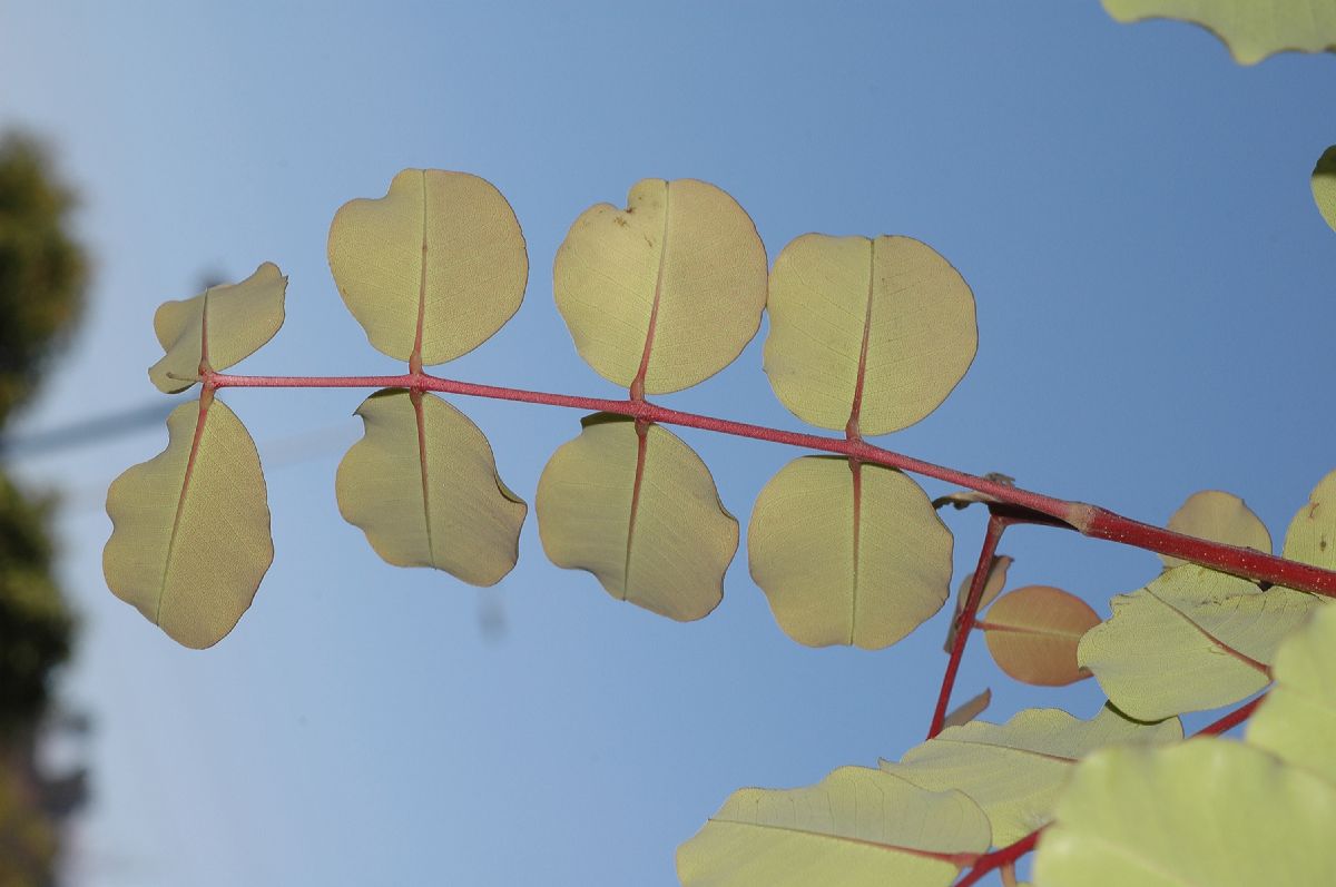 Fabaceae Ceratonia siliqua