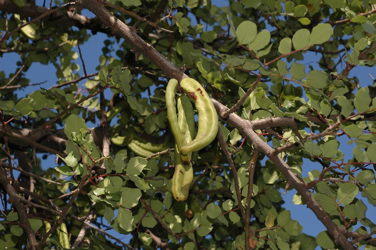 Fabaceae Ceratonia siliqua