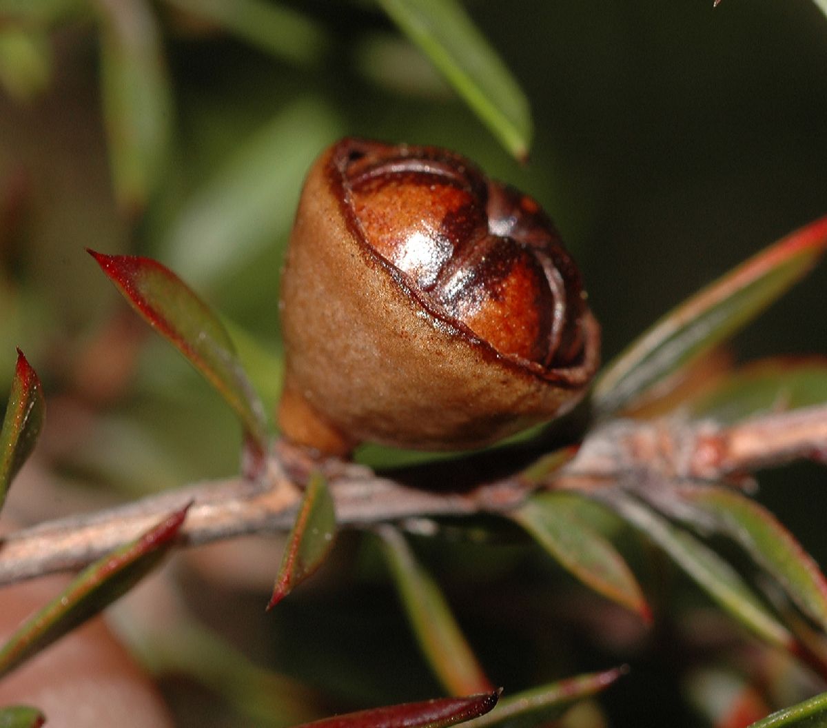 Myrtaceae Leptospermum scoparium