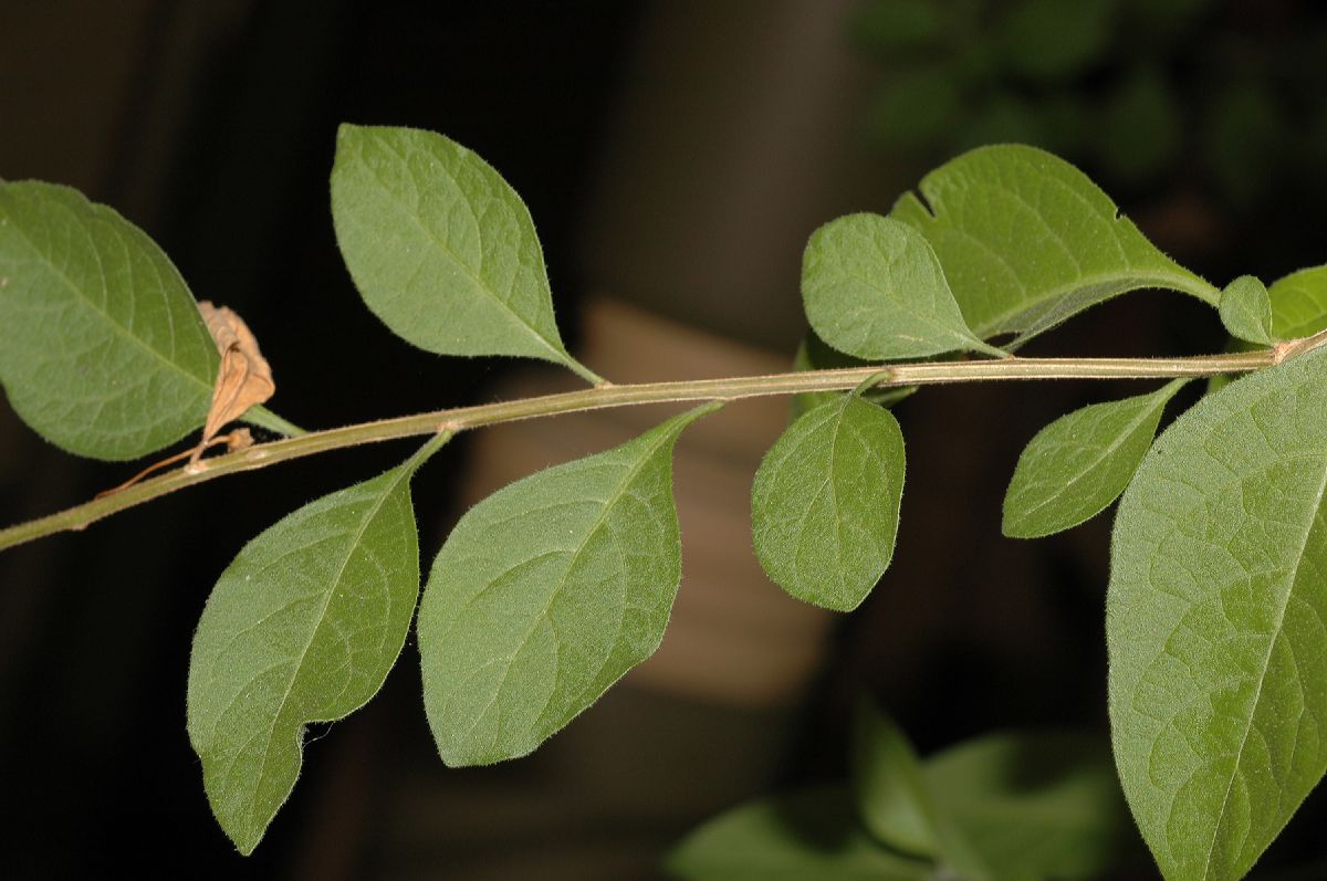 Solanaceae Solanum rantonnettii