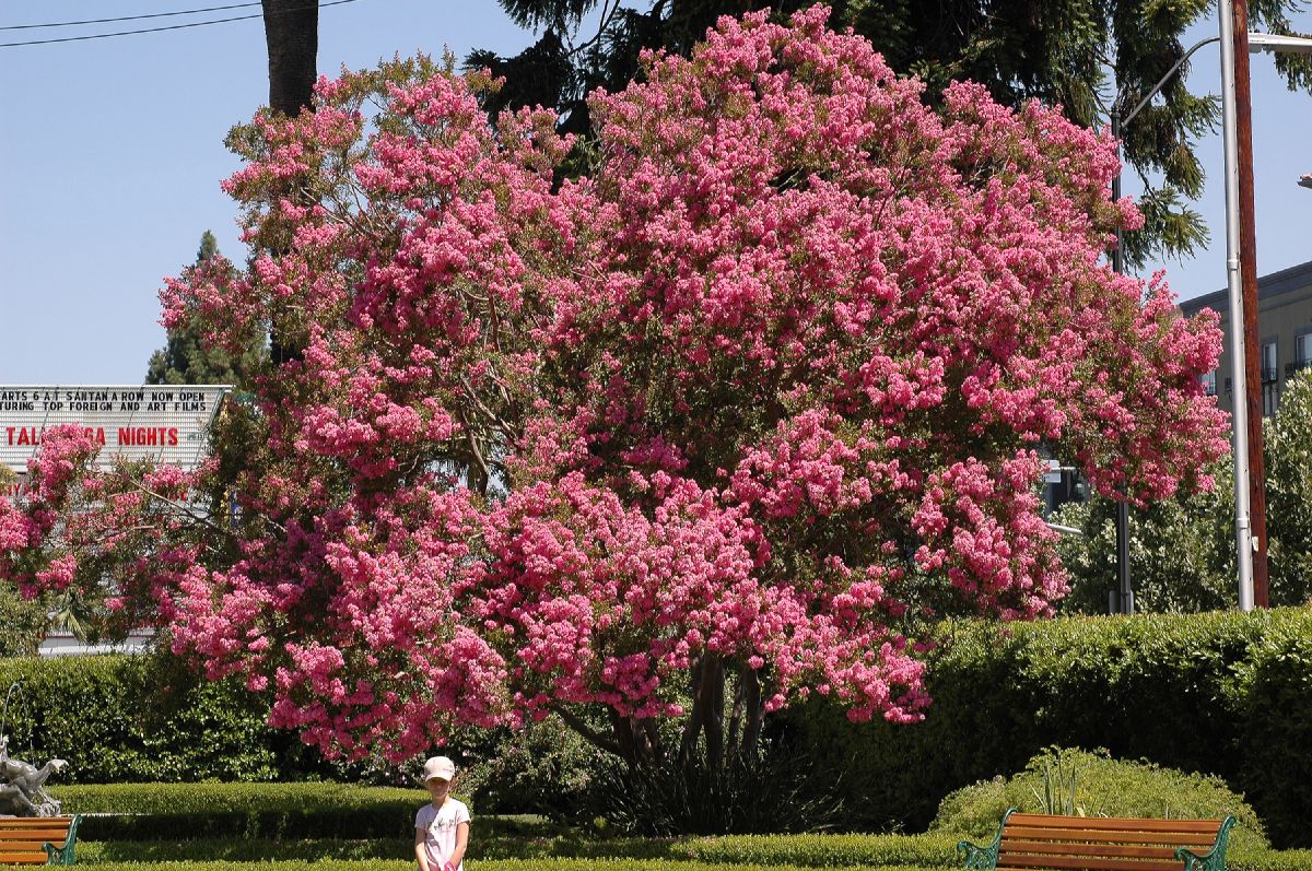 Lythraceae Lagerstroemia indica