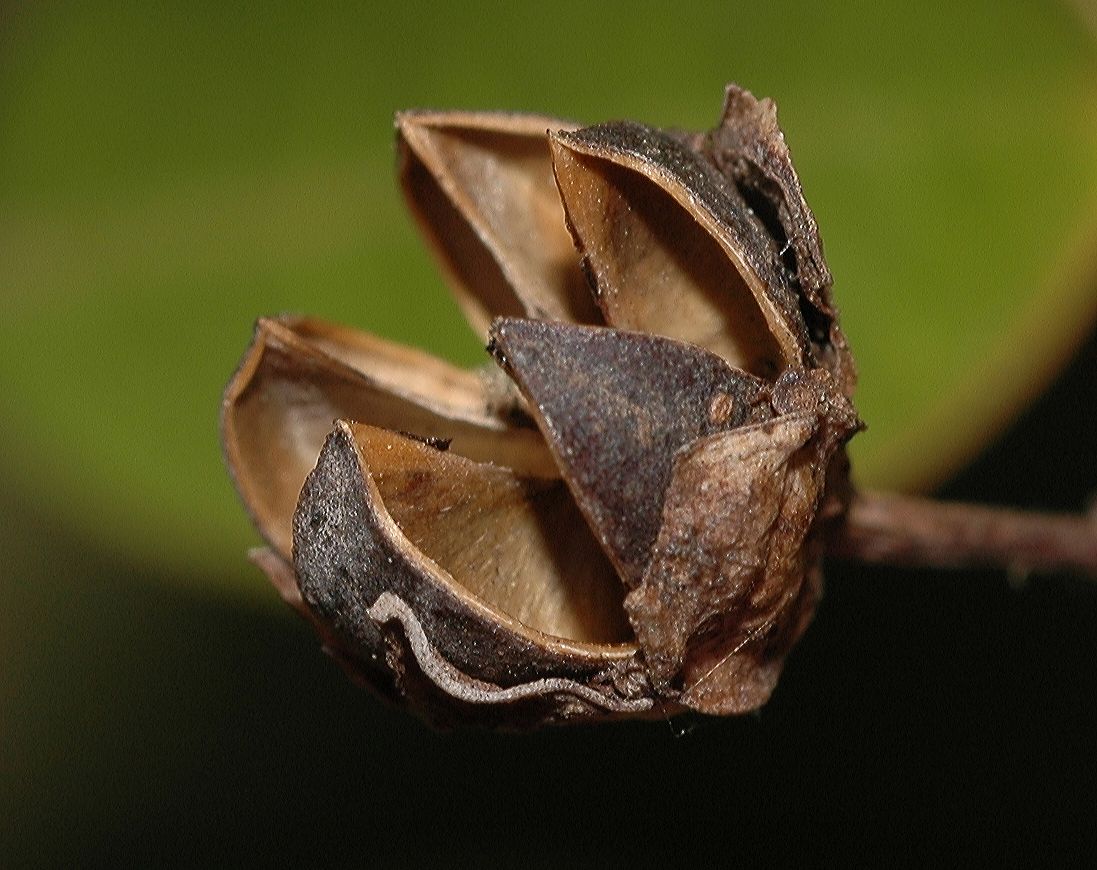 Lythraceae Lagerstroemia indica