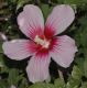 image of Hibiscus syriacus