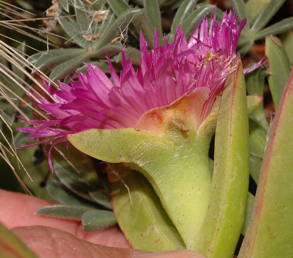 Aizoaceae Carpobrotus 