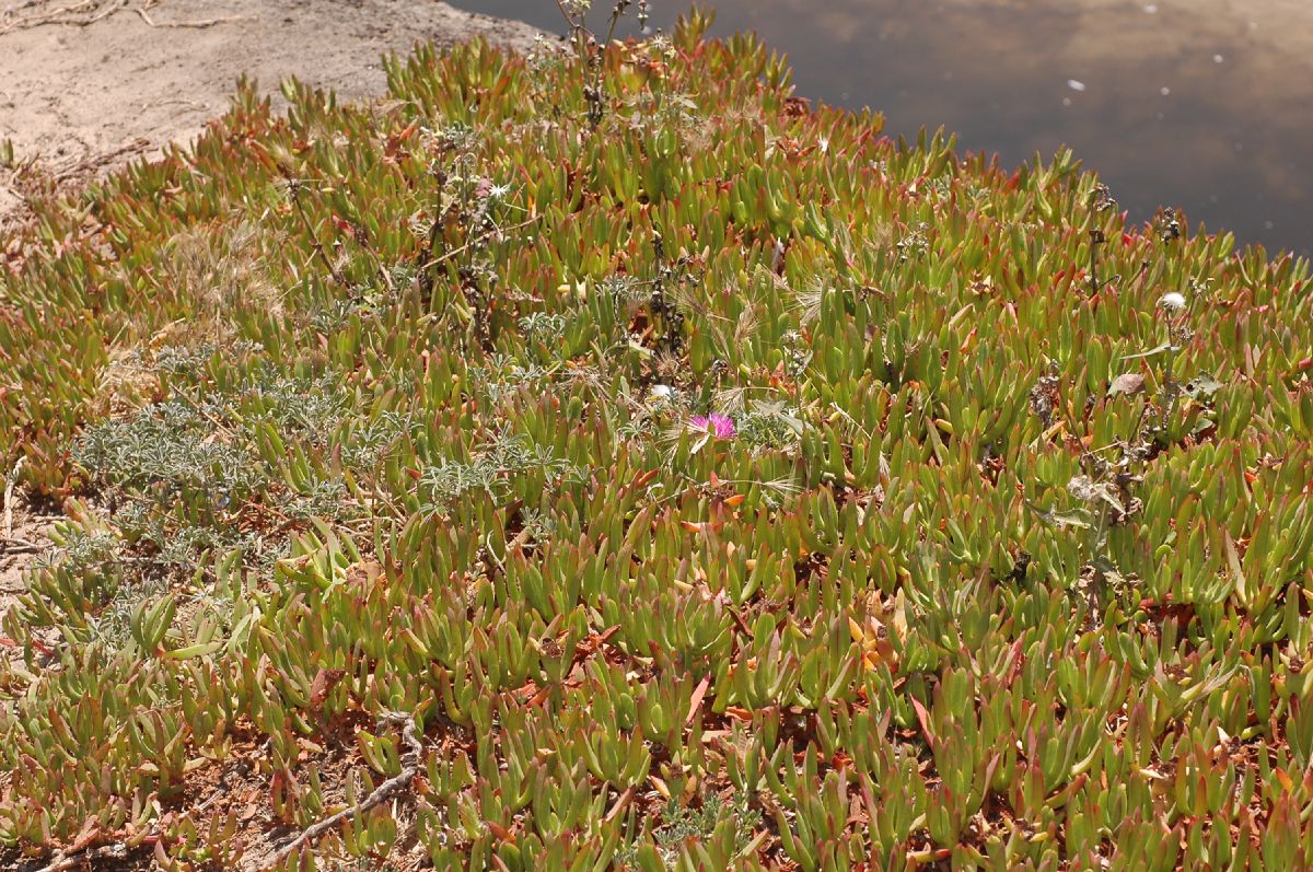 Aizoaceae Carpobrotus 