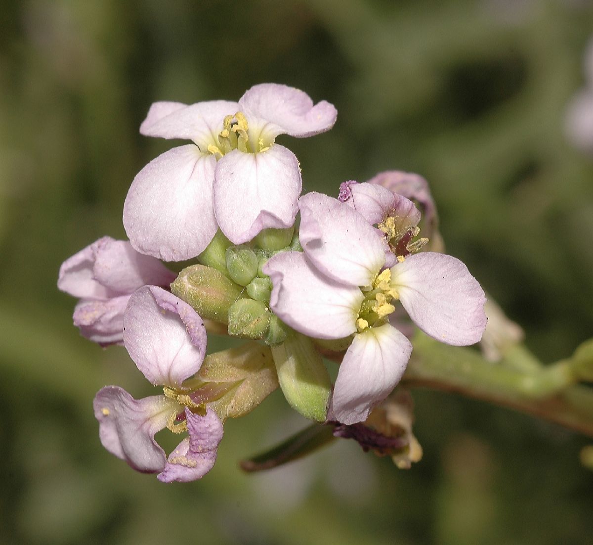 Brassicaceae Cakile maritima