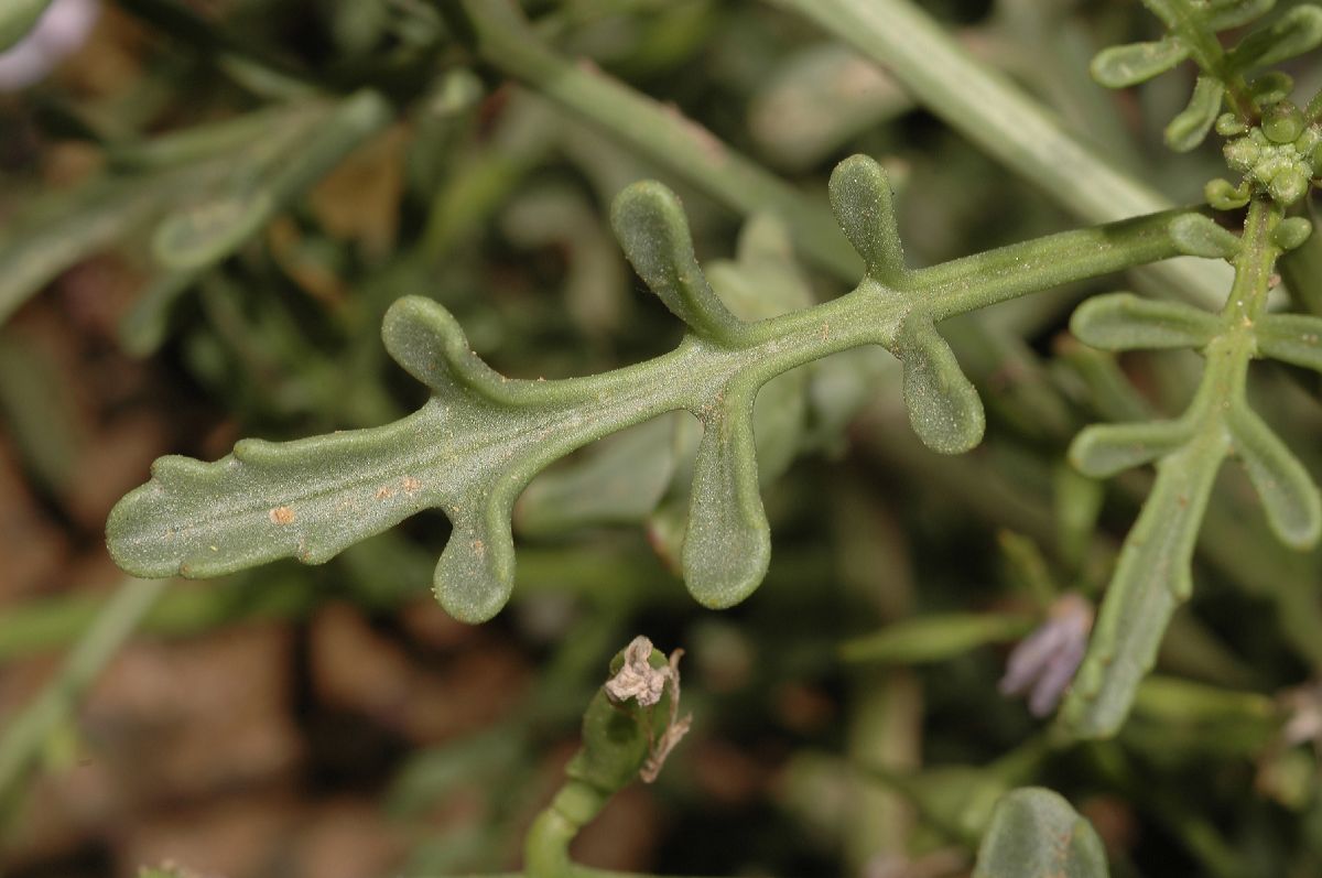 Brassicaceae Cakile maritima