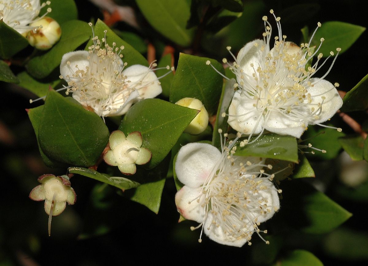 Myrtaceae Myrtus communis