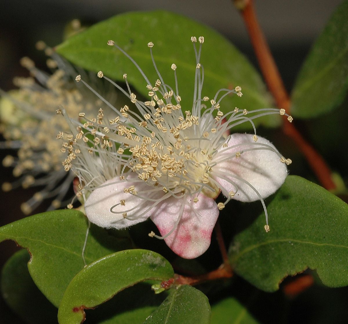 Myrtaceae Myrtus communis