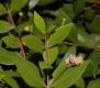 image of Myrtus communis