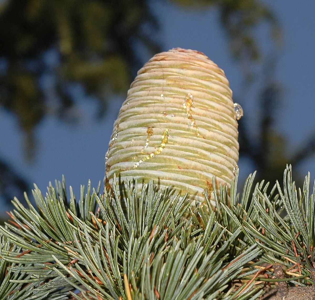 Pinaceae Cedrus deodara