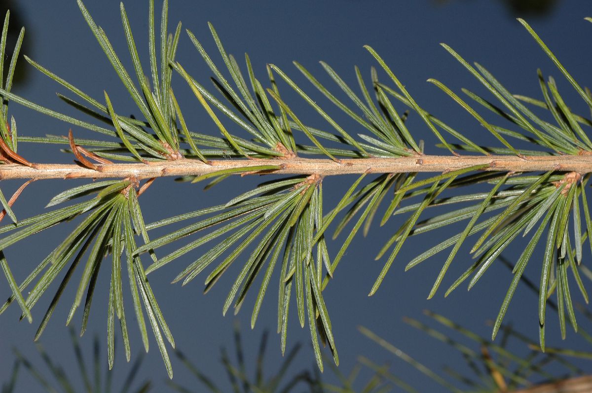 Pinaceae Cedrus deodara