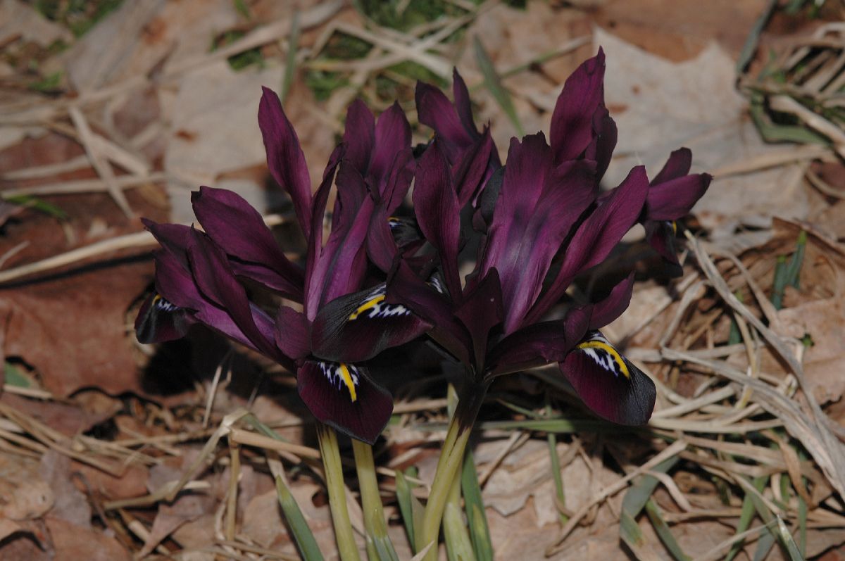 Iridaceae Iris histrioides