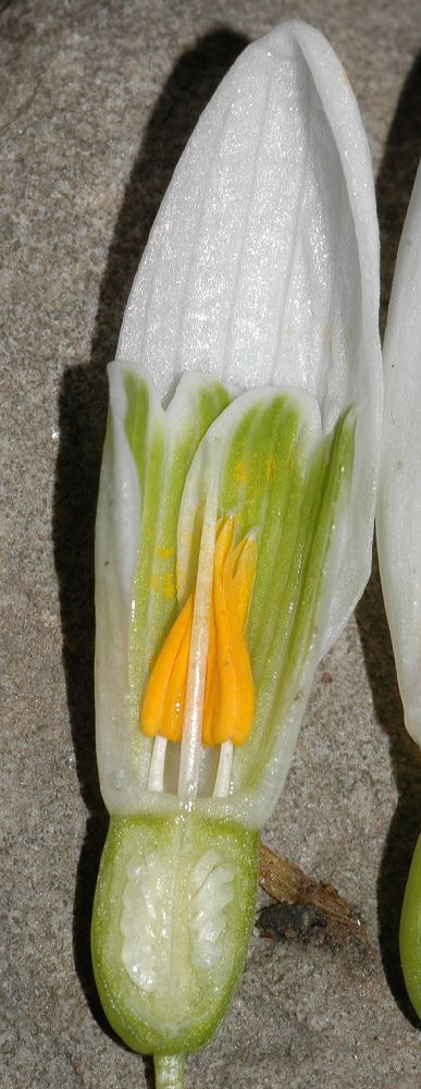 Amaryllidaceae Galanthus nivalis