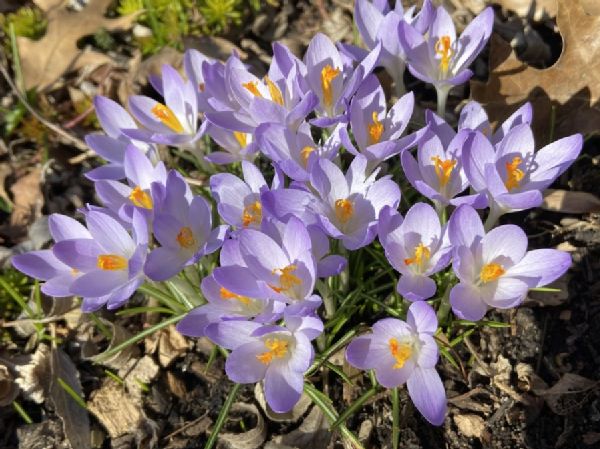 Iridaceae Crocus tommasinianus