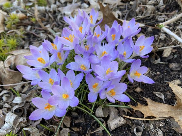 Iridaceae Crocus tommasinianus