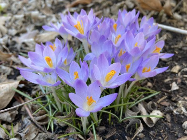 Iridaceae Crocus tommasinianus