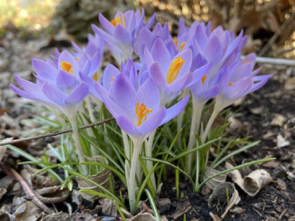 Iridaceae Crocus tommasinianus