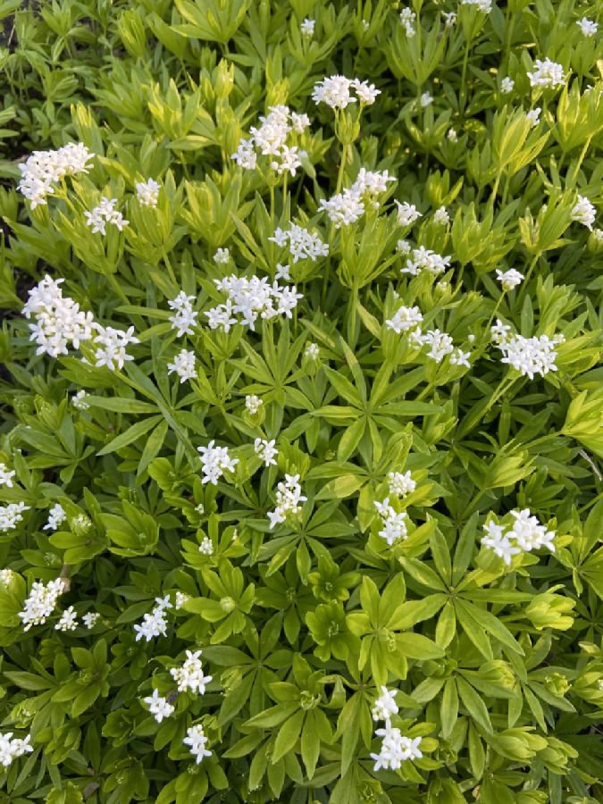 Rubiaceae Galium odoratum