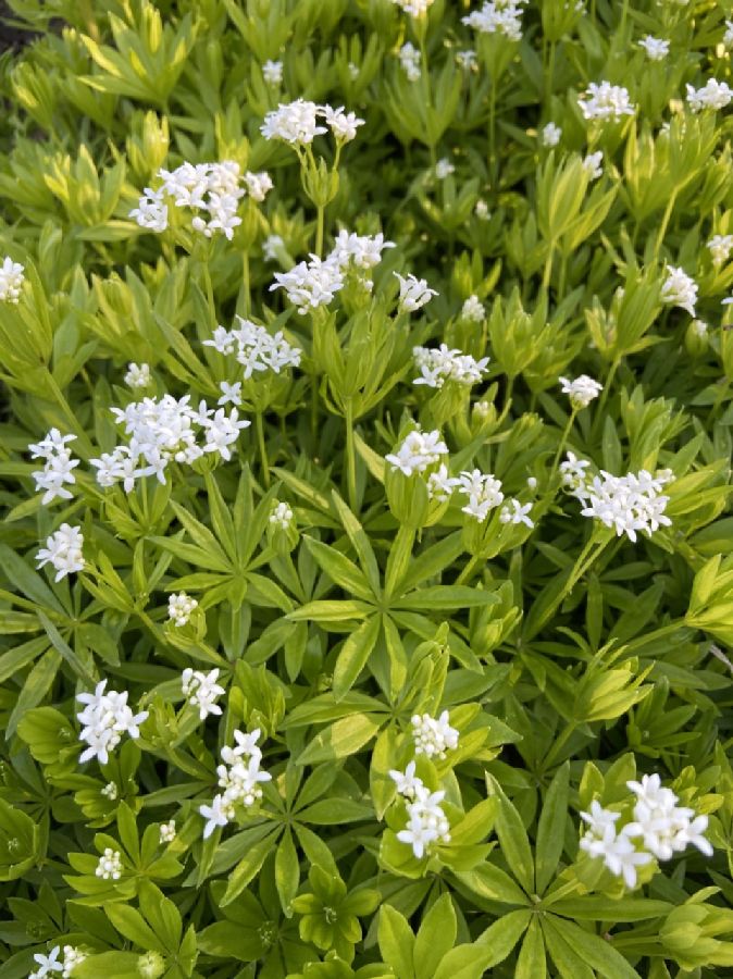 Rubiaceae Galium odoratum