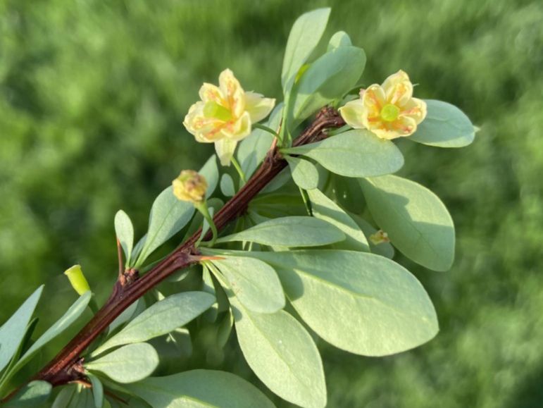 Berberidaceae Berberis thunbergii