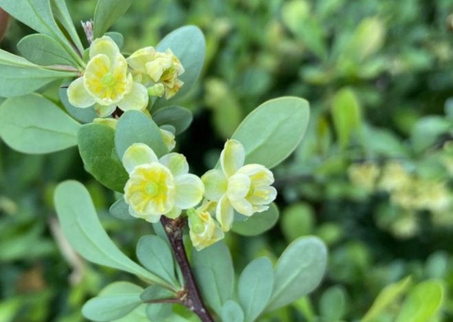 Berberidaceae Berberis thunbergii