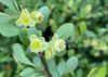 image of Berberis thunbergii