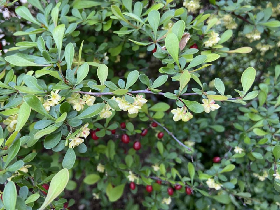 Berberidaceae Berberis thunbergii