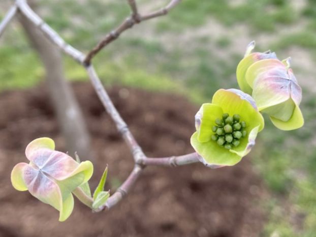 Cornaceae Cornus florida
