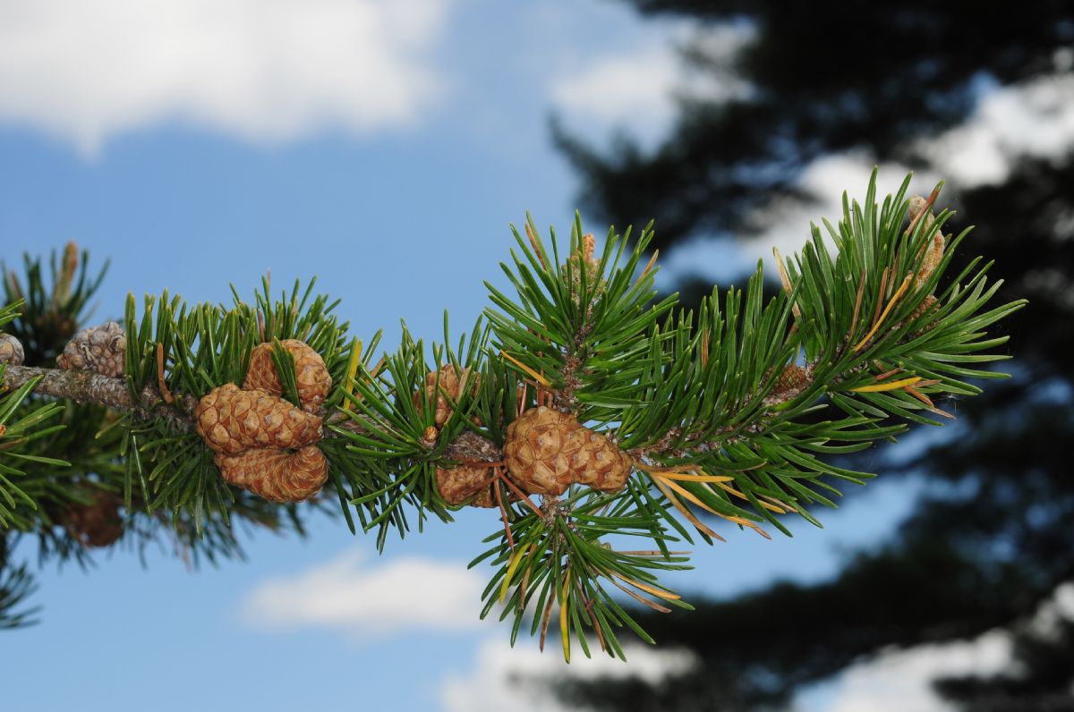 Pinaceae Pinus banksiana