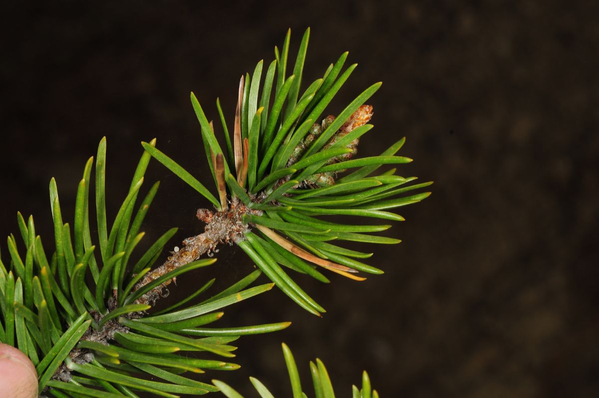 Pinaceae Pinus banksiana