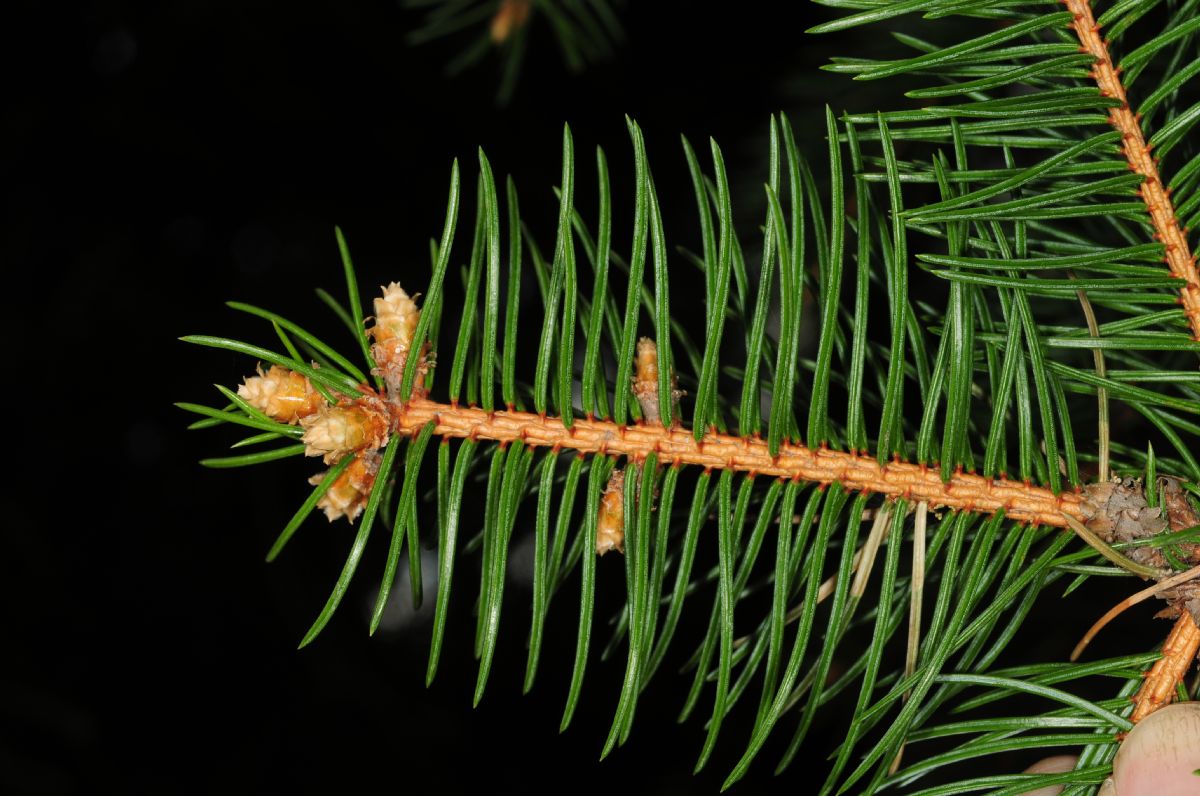 Pinaceae Picea asperata