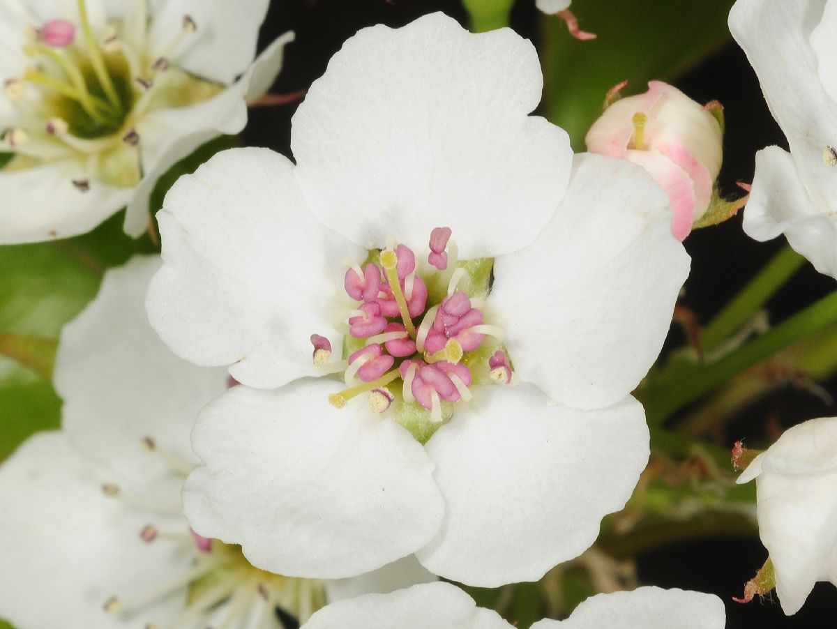 Rosaceae Pyrus calleryana