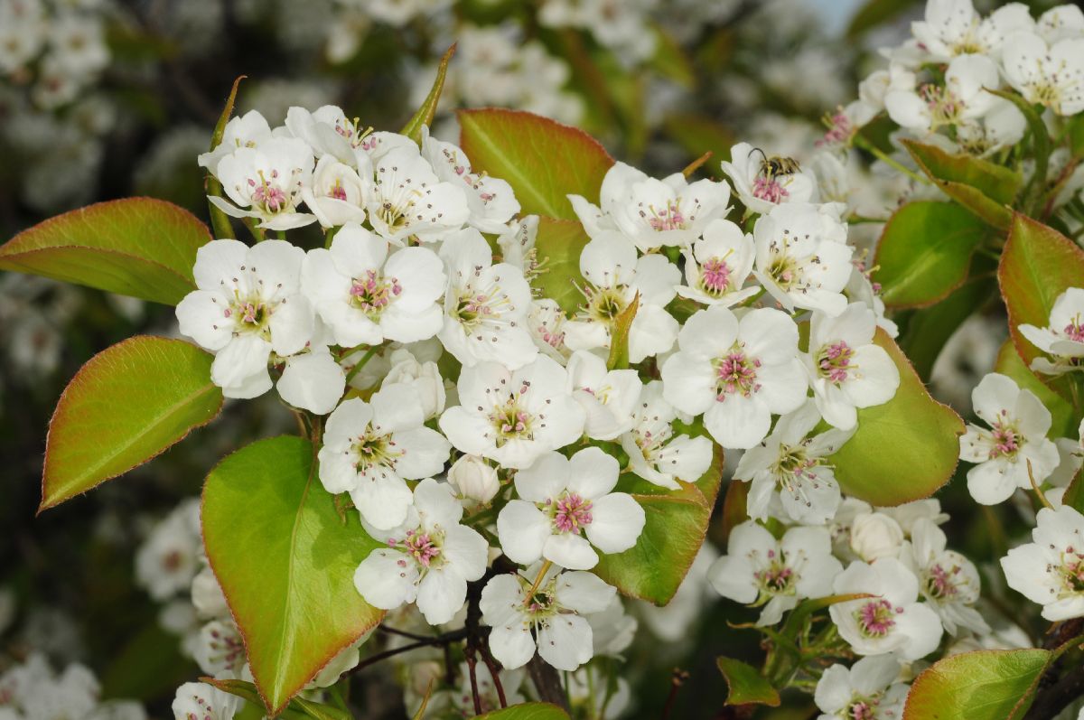 Rosaceae Pyrus calleryana