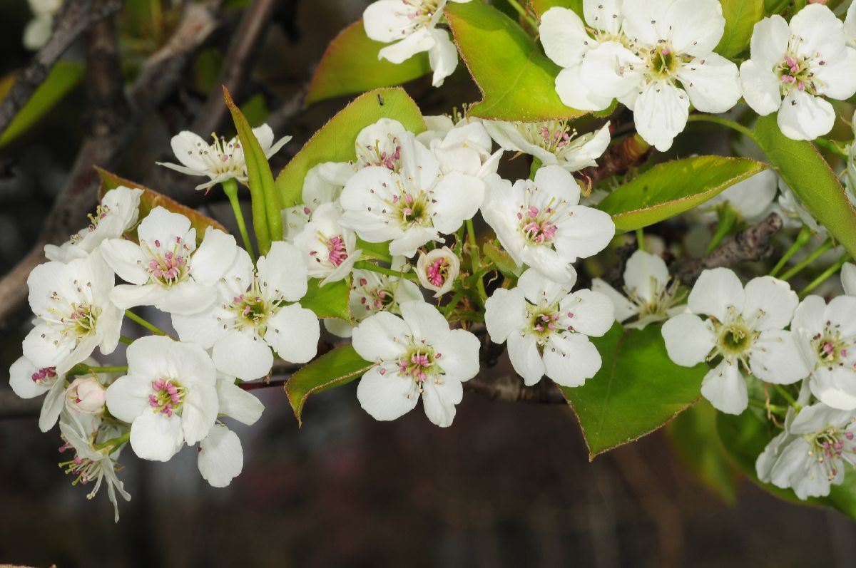 Rosaceae Pyrus calleryana