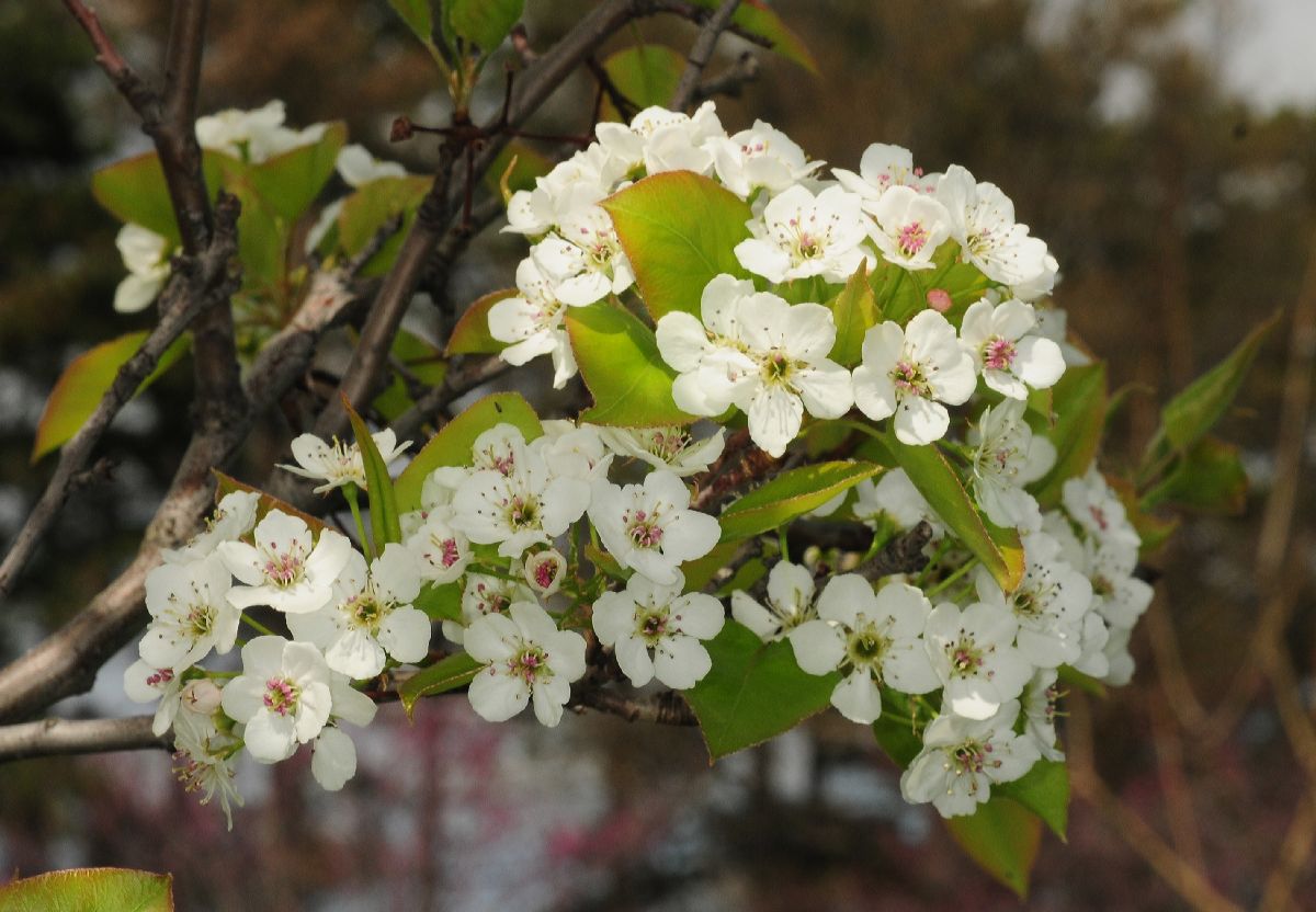 Rosaceae Pyrus calleryana