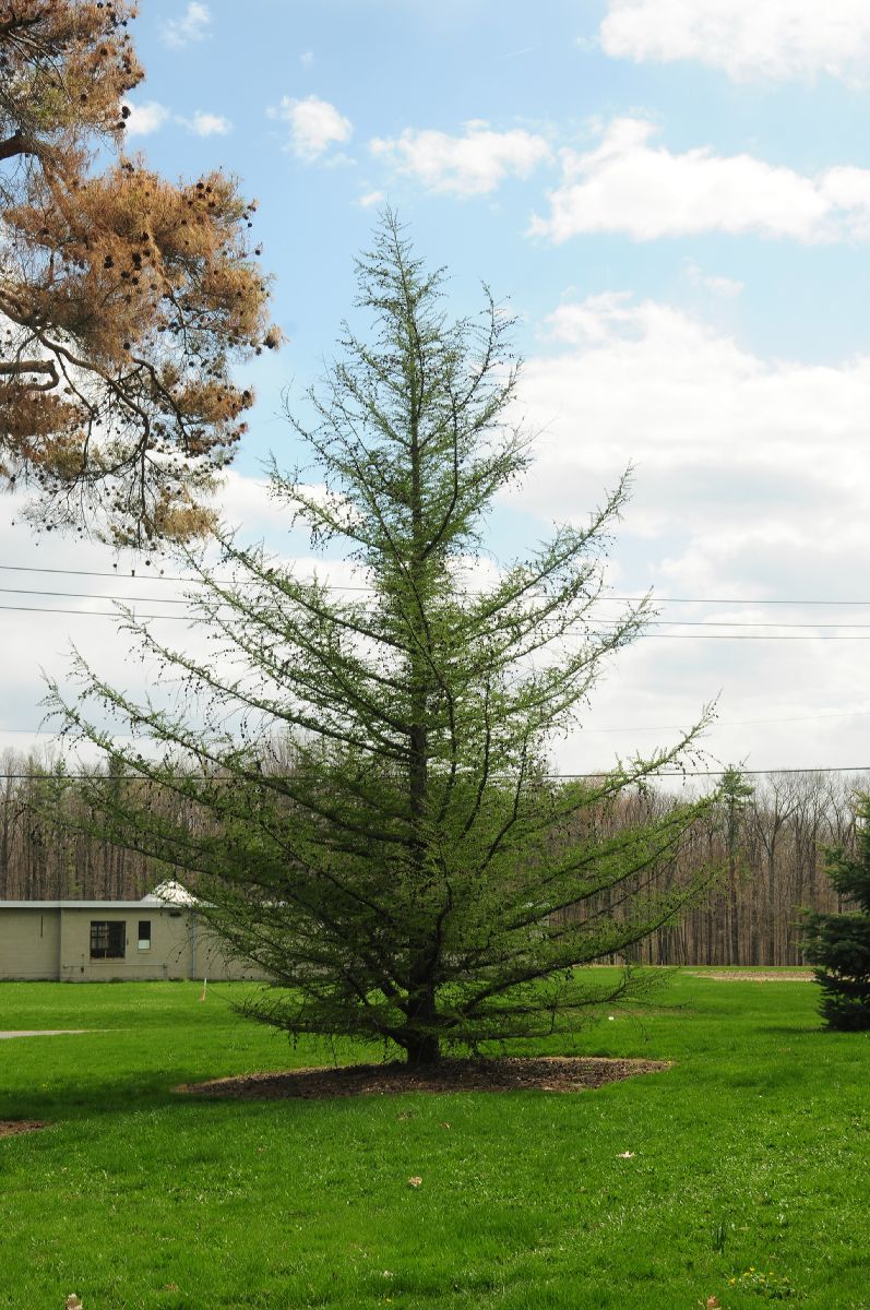 Pinaceae Larix gmelinii