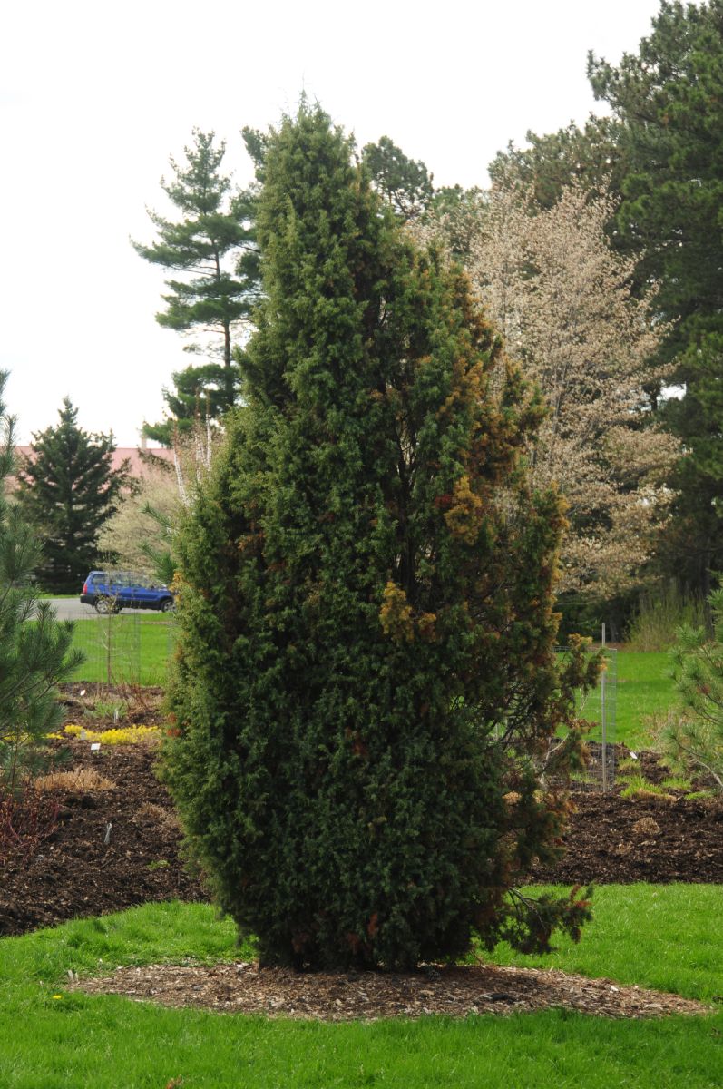 Cupressaceae Juniperus communis