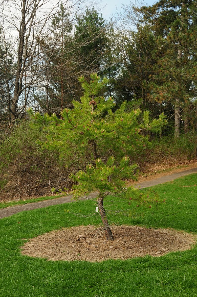 Pinaceae Pinus pungens