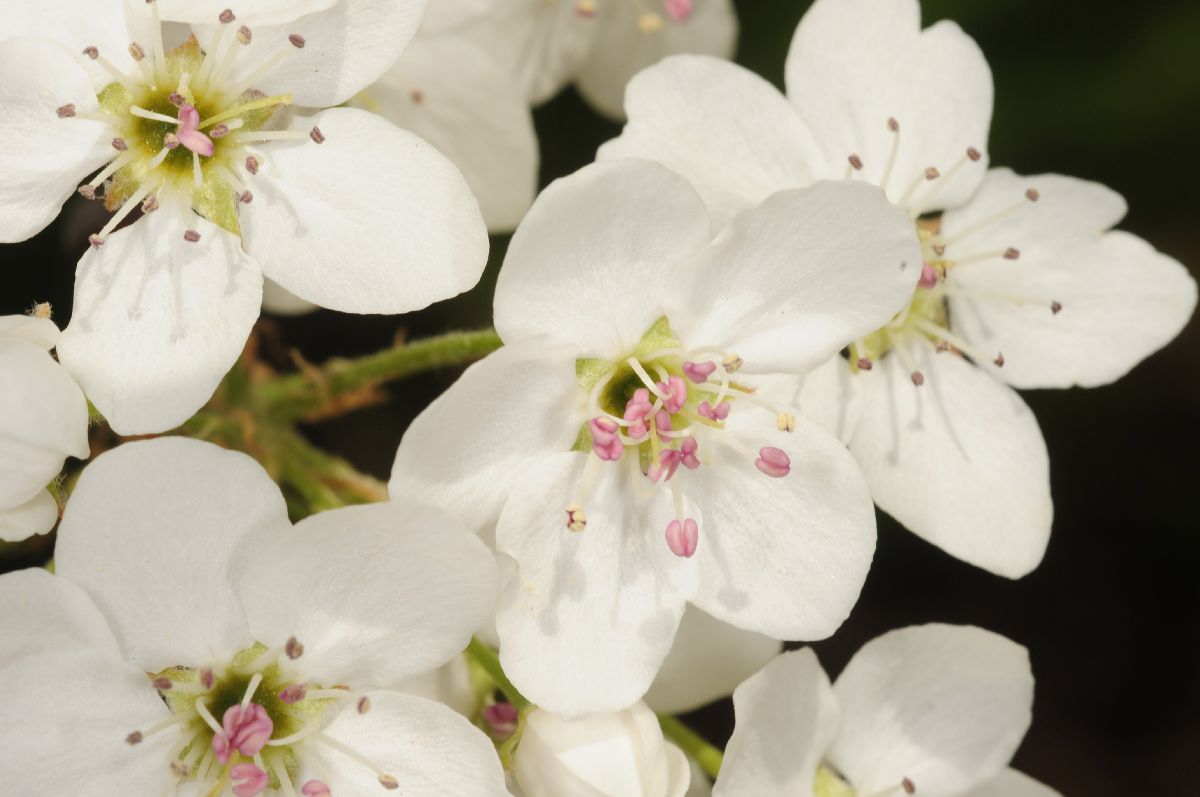 Rosaceae Pyrus calleryana