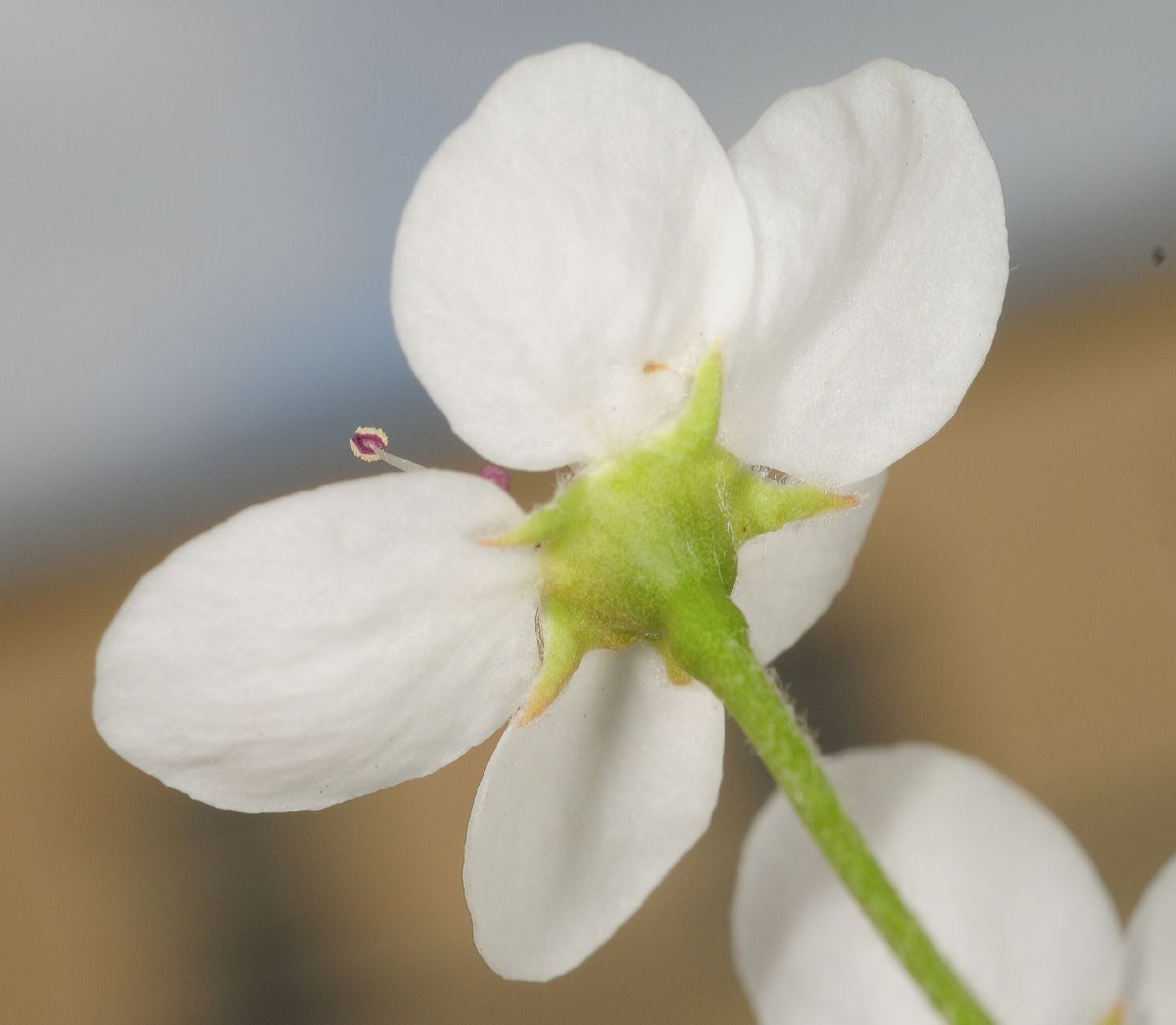 Rosaceae Pyrus calleryana