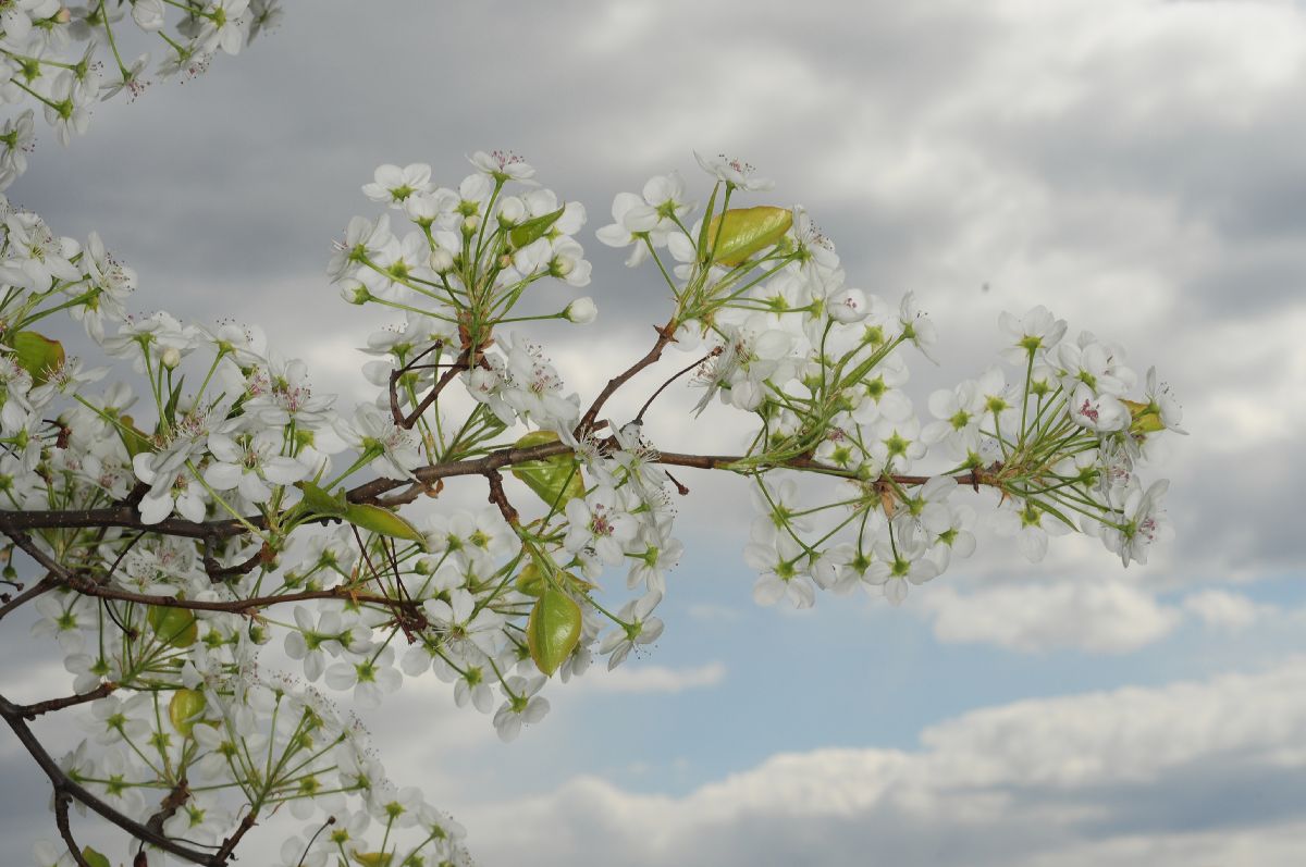 Rosaceae Pyrus calleryana