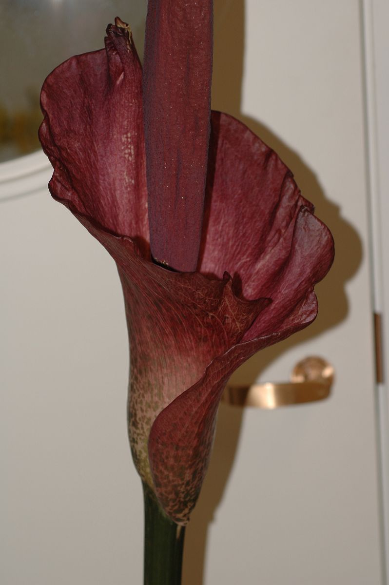 Araceae Amorphophallus konjac