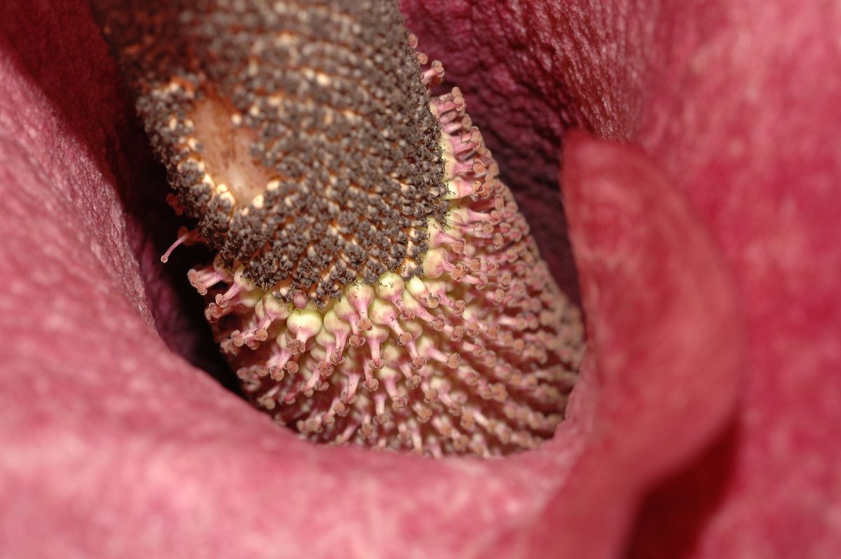 Araceae Amorphophallus konjac