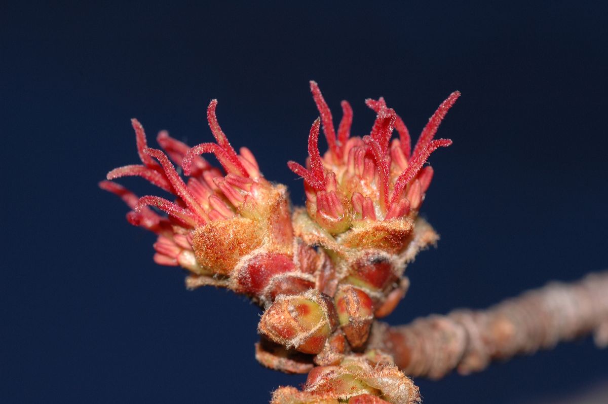 Aceraceae Acer saccharinum