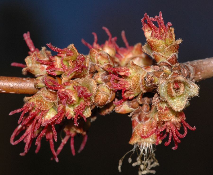 Aceraceae Acer saccharinum